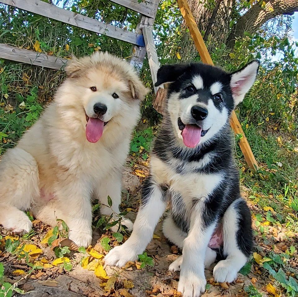 Zeus The Fluff Ball